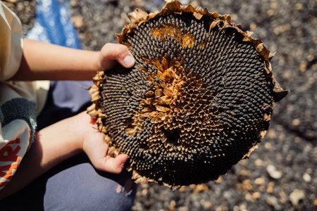 Little boy holding ripe sunflower cap. Threshing sunflowers seeds by handの写真素材