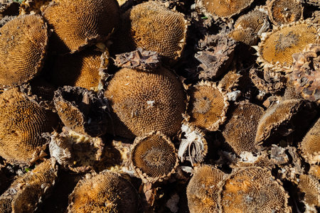 Dry sunflower heads after harvest on ground, organic farming and seed productionの写真素材