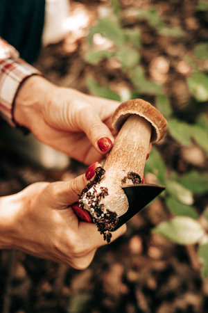 Woman cleaning freshly picked porcini mushroom with hand in forest. Autumn moodの写真素材