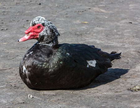 American Black Duck standing on the ice.Pacific Black Duck
