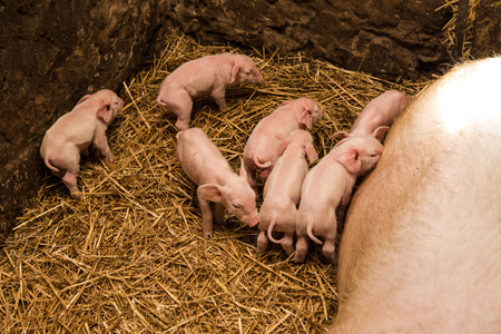 newborn little beautiful pig farm on the farmの写真素材