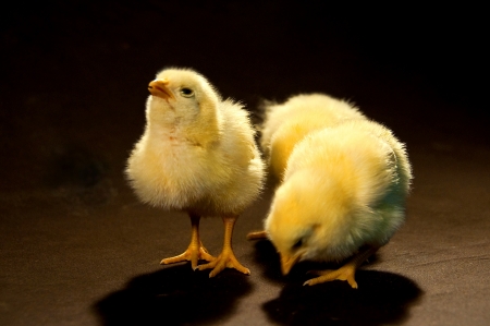  Three yellow chicksの写真素材