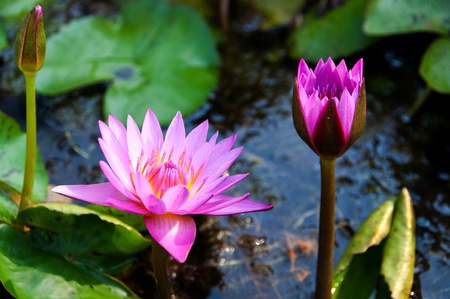 Two pink lotusの写真素材