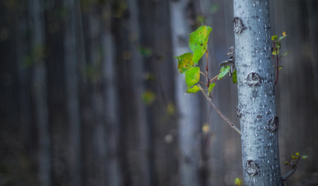lone survivorの写真素材