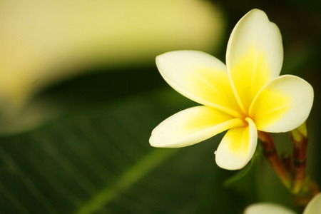Frangipani, Temple Tree, Plumeriaの写真素材