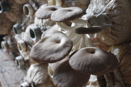 mushroomの写真素材
