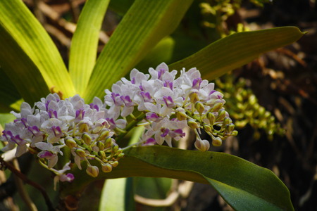 Orchids Changkraの写真素材