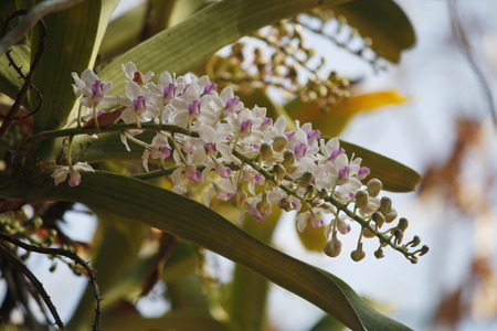 Orchids Changkraの写真素材