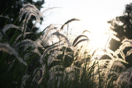 flowers grassの写真素材