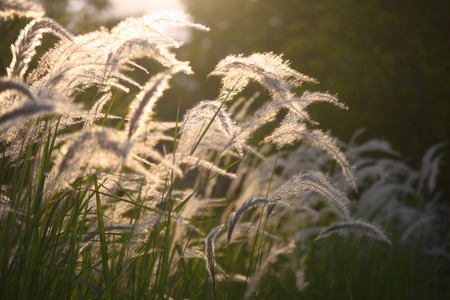 flowers grassの写真素材