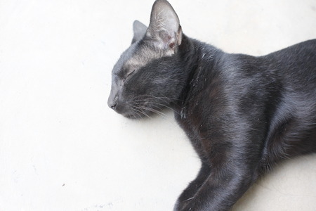 Black catの写真素材