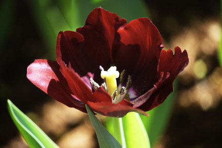 tulipの写真素材
