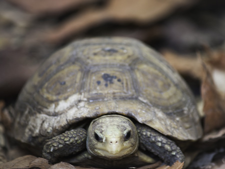 Turtle, animal