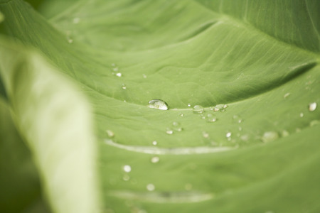 Water droplets on a green leaf after rain.の写真素材