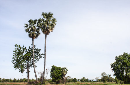 Palm center field bokehの写真素材