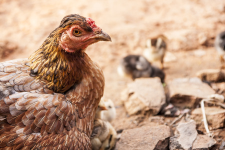 Gamecocks female chickの写真素材