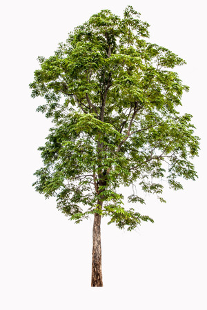 Barren tree on isolated backgroundの写真素材