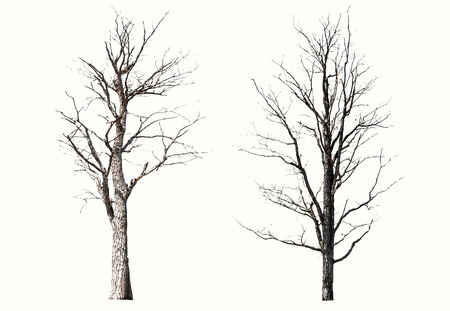 Barren tree on isolated background