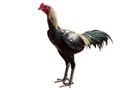 Chicken fighter isolated white background.の写真素材