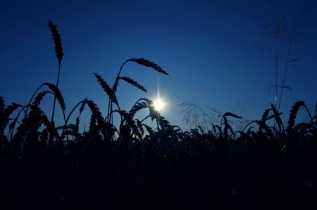 cornfield and sunset in backgroundの写真素材