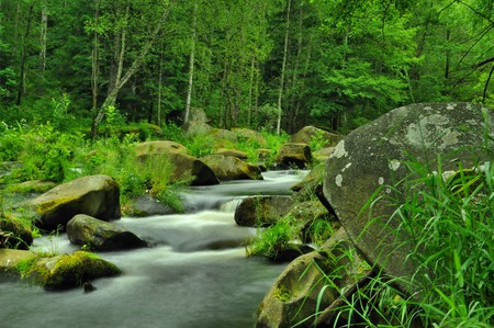 wild river through green forest