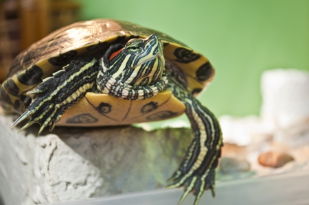 shot of Red eared slider