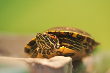 shot of Red eared sliderの写真素材