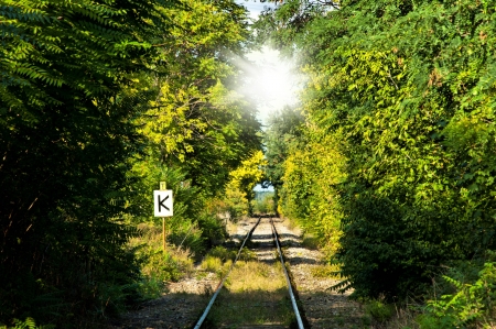 railroad track through the woodsの写真素材