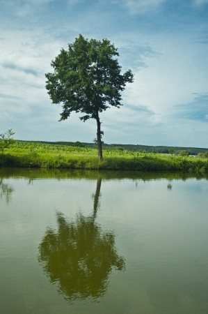 alone tree near pondの写真素材
