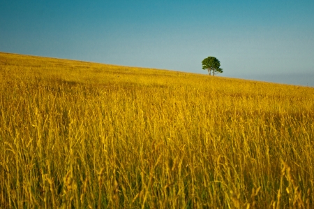 alone tree on meadowの写真素材