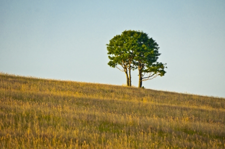 alone tree on meadowの写真素材