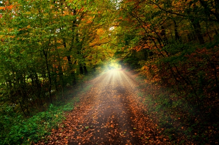 path throught autumn forest with sunlightの写真素材
