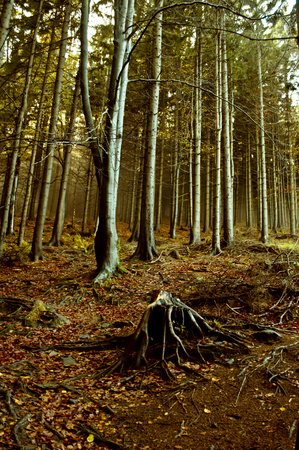 autumn sun in dark forestの写真素材