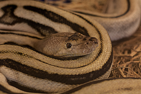 The head of the snake emerged from the mattress body curl up.の写真素材