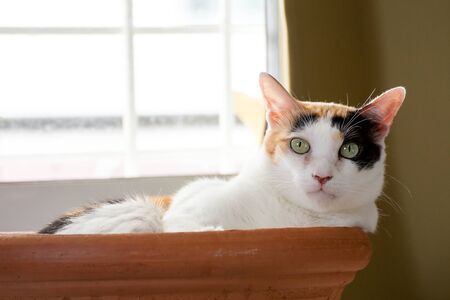 A calico cat lie down in the bath of clay stares at the camera. Her face is unique.の写真素材