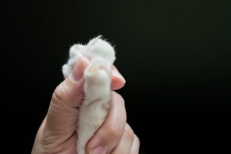 The human hand is catching the cat's paw before trimming the cat's nail, with dark background.の写真素材