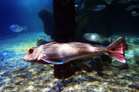 Somewhat angry looking red fish, swimming in a big aquarium.