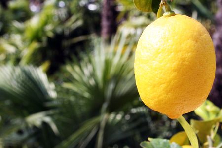 Ripe lemon, hanging on a tree. In the background there are palmtrees. の写真素材