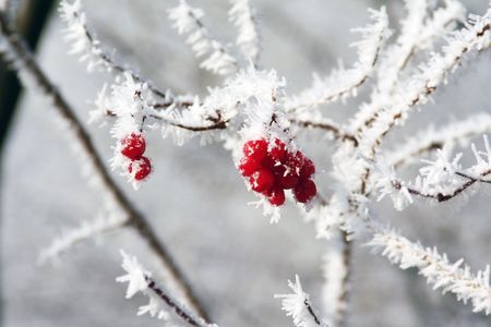 Red berries covered in hoarfrost on a cold winter morning.  の写真素材
