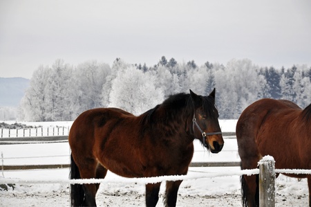 Large carriage horses on the paddock in winterの写真素材