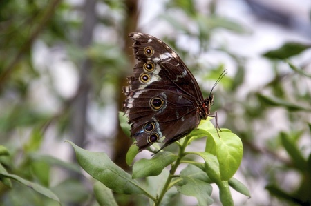 Closeup of a beautiful owl butterfly. It has eyes on the wings to frighten predators, an example of...