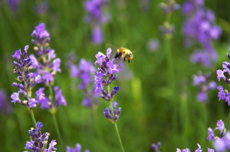 Bumblebee approaching a lavender flowerの写真素材