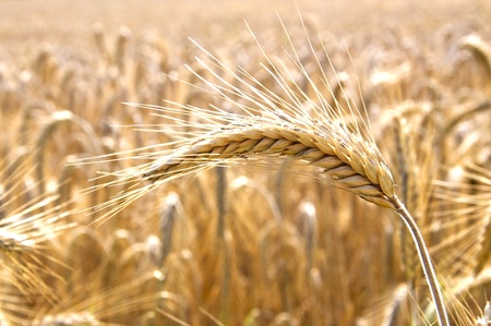 Closeup of an ear of barley, ready to be harvested
