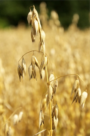 Closeup of a ripe ear of oat