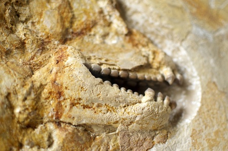 Detail of the fossil of a fish: rather creepy teethの写真素材
