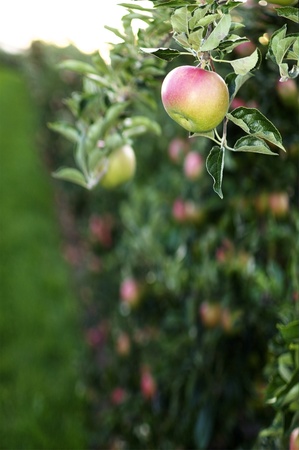 Ripe apple in a huge plantation in northern Italy