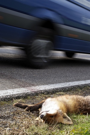 Car driving past a roadkill fox. のeditorial素材