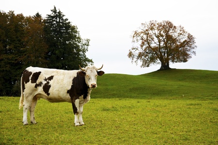 Happy Bavarian Cow on a green pastureの写真素材