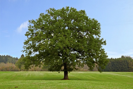 Beautiful single tree on a fieldの写真素材