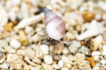 Closeup of a tiny little hermit crab with its の写真素材